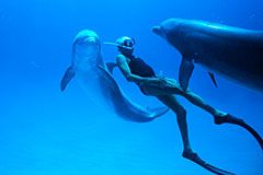VR izkušnja ob filmu Človek delfin