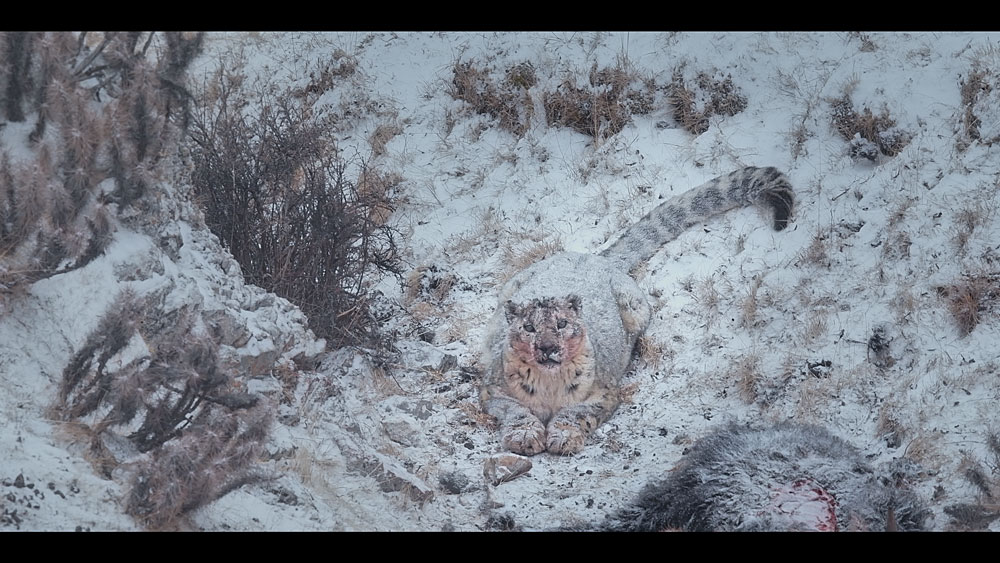Snežni leopard
