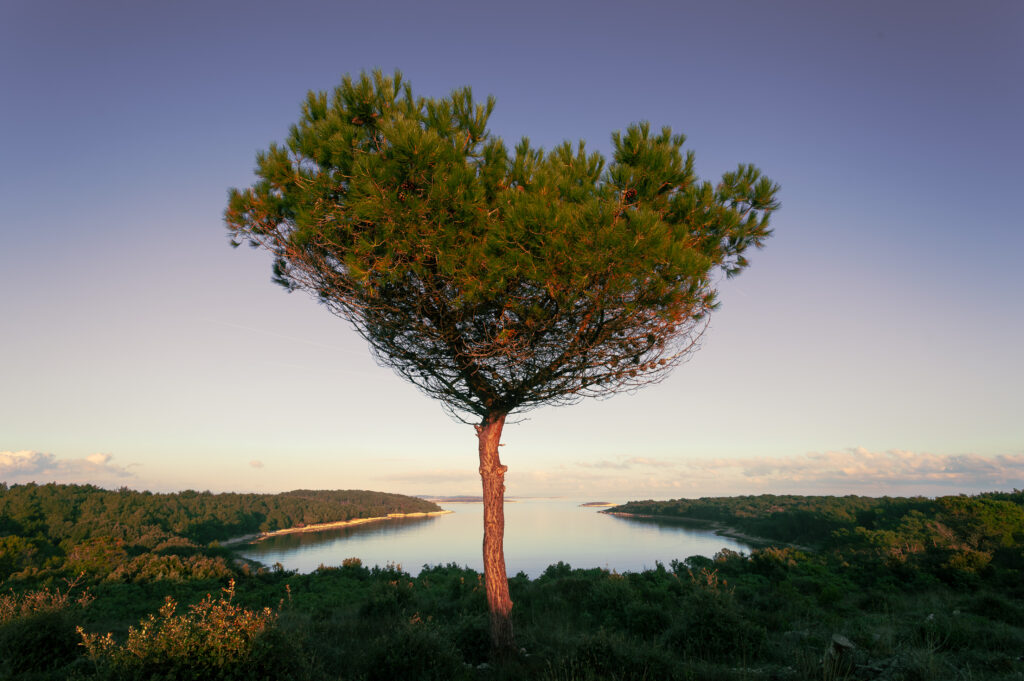 Tam, kjer raste čas